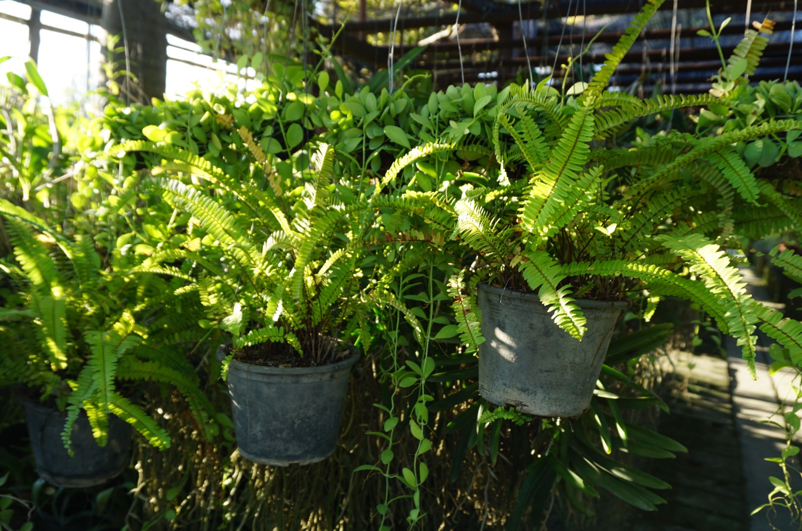 boston ferns in pots