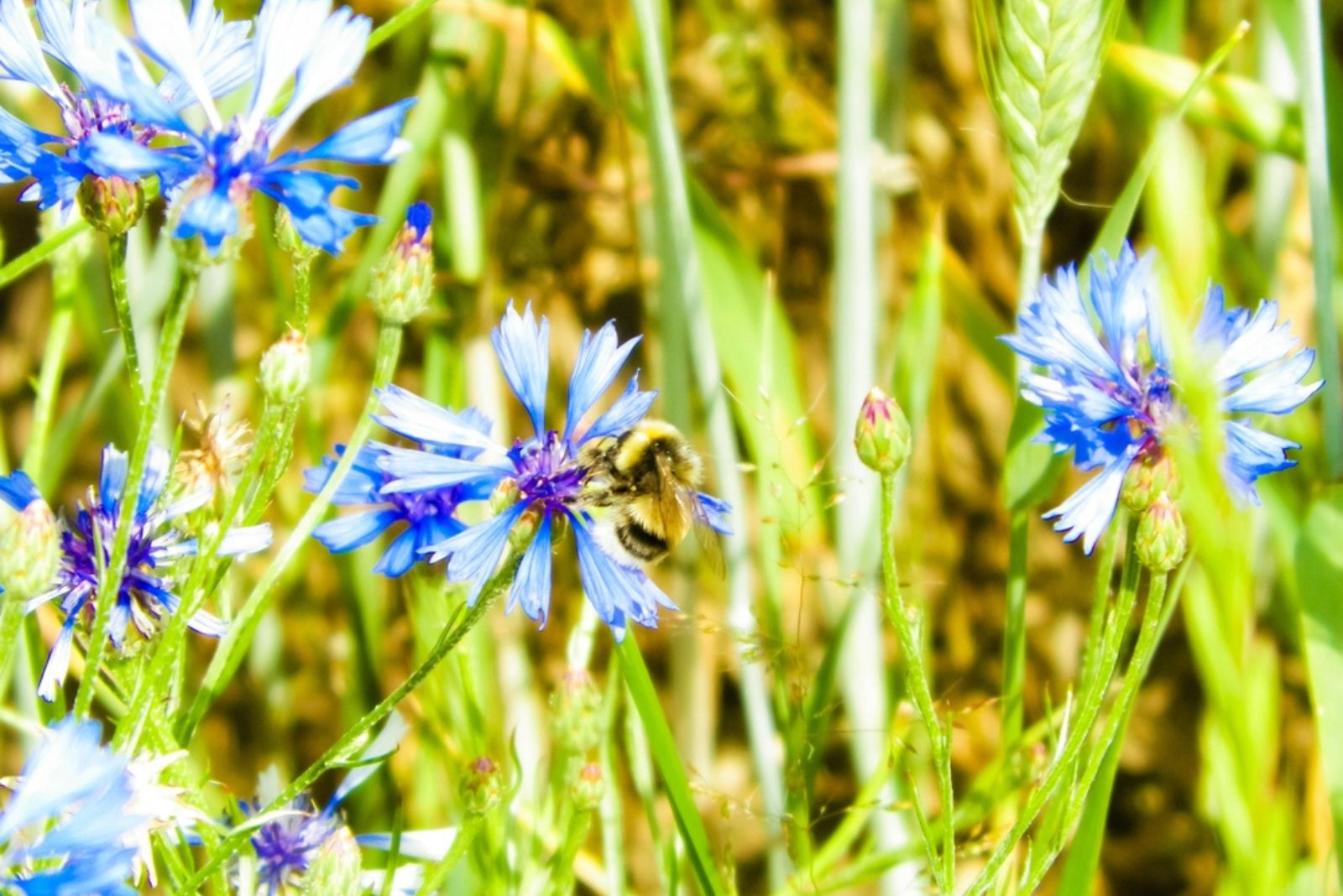 bumblebee on iris flower