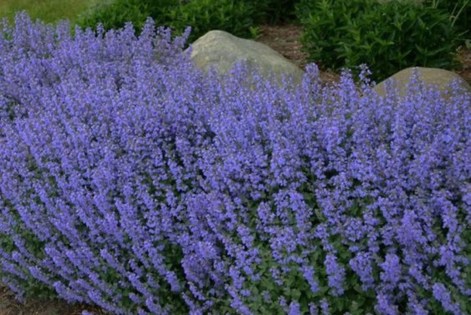 catmint bushes