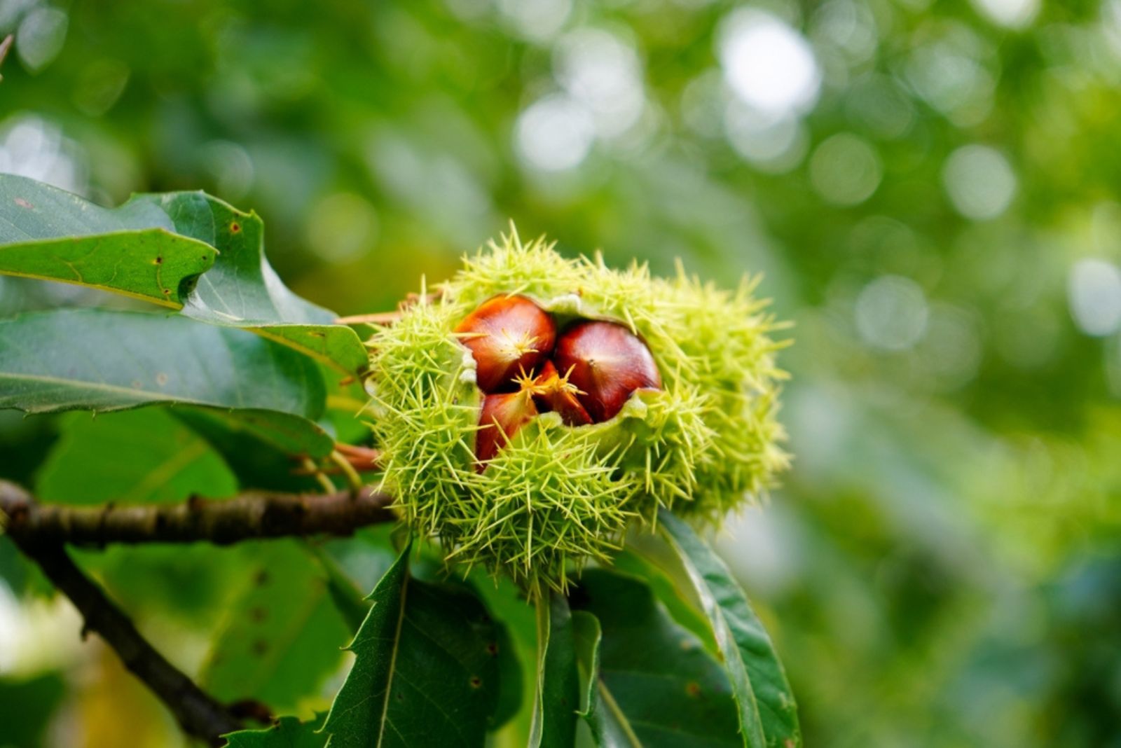 chestnuts on tree