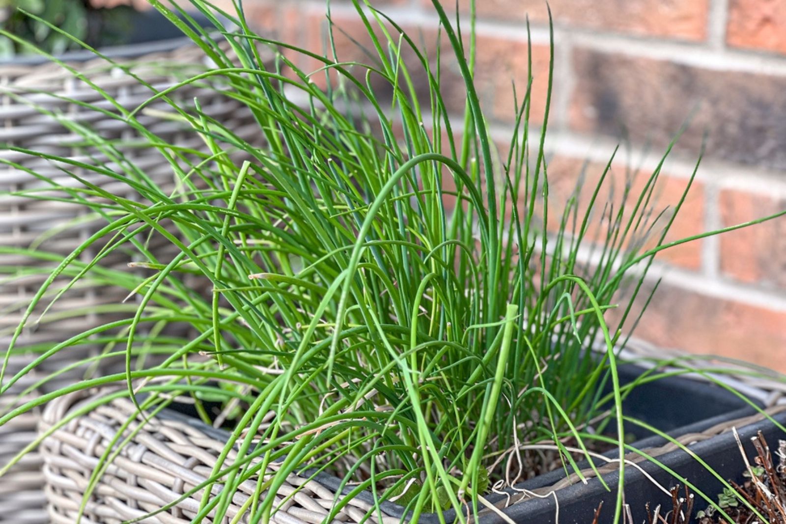 chives in pot