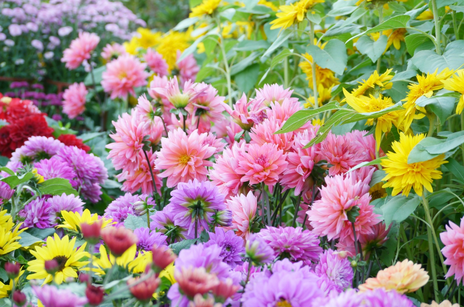 chrysanthemums