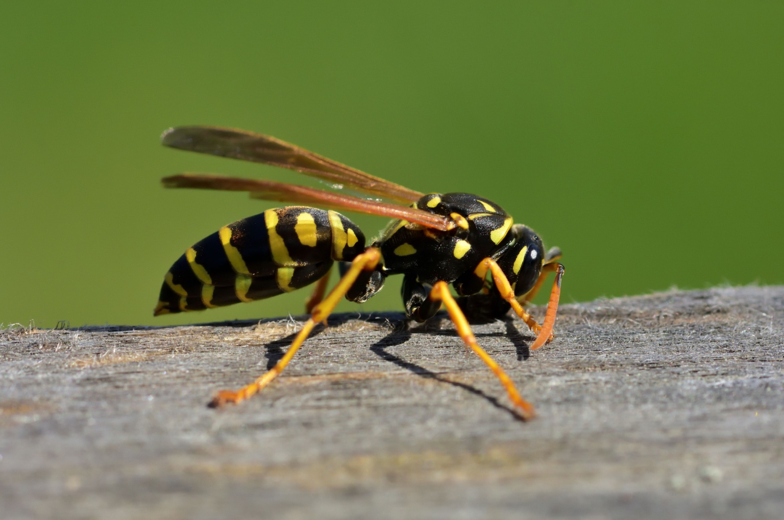 close-up of a wasp