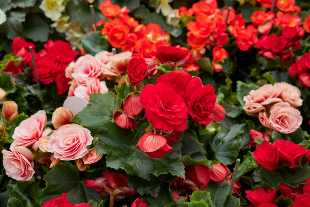 colorful flowers of tuberous begonias plants