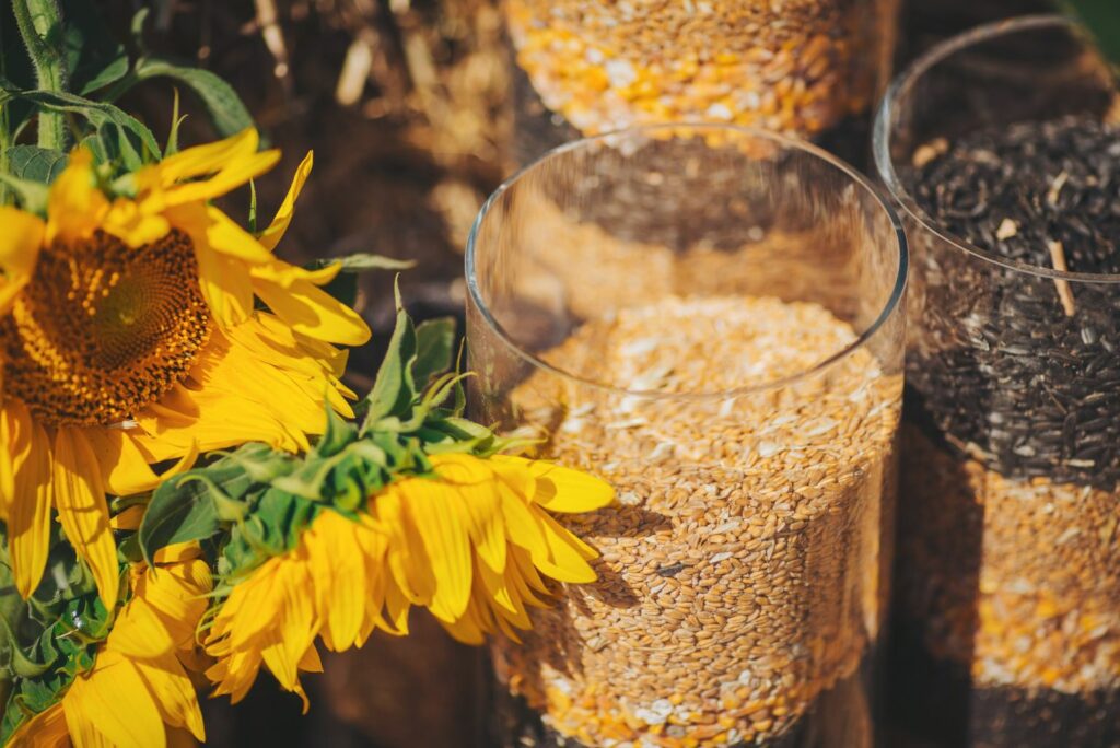 composition of Sunflowers, wheat hay and glass vase with seeds