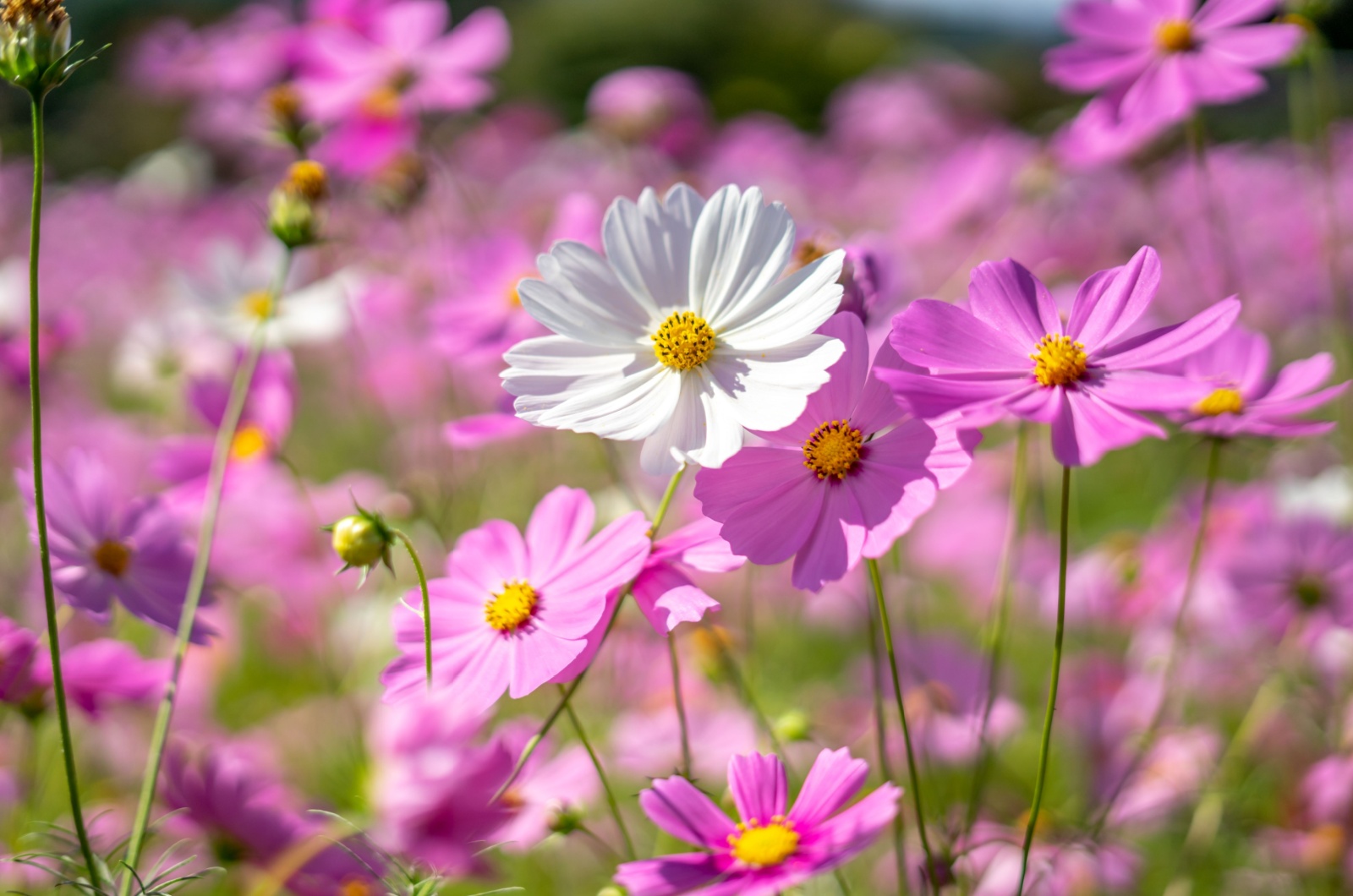 cosmos flowers