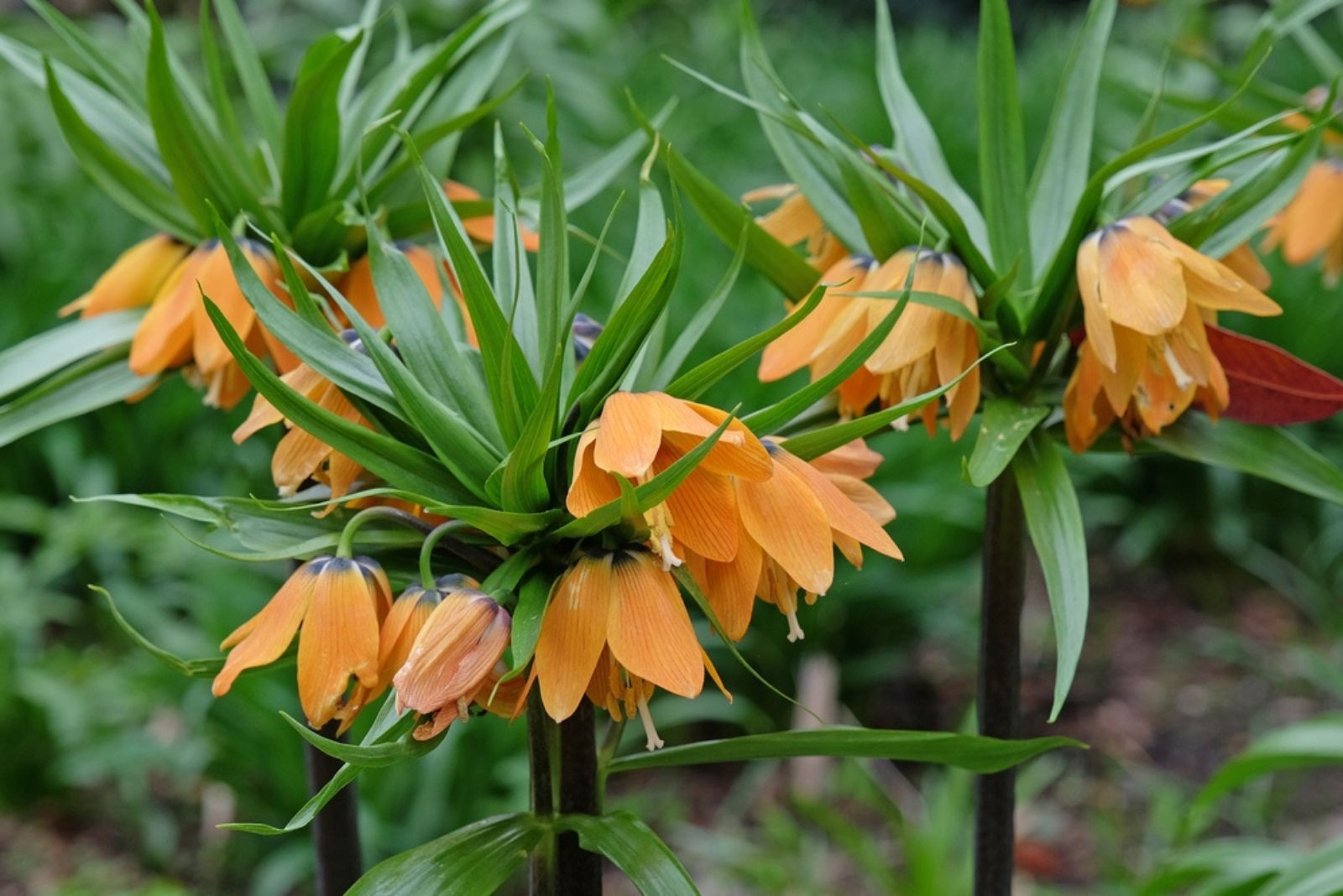 crown imperial plant