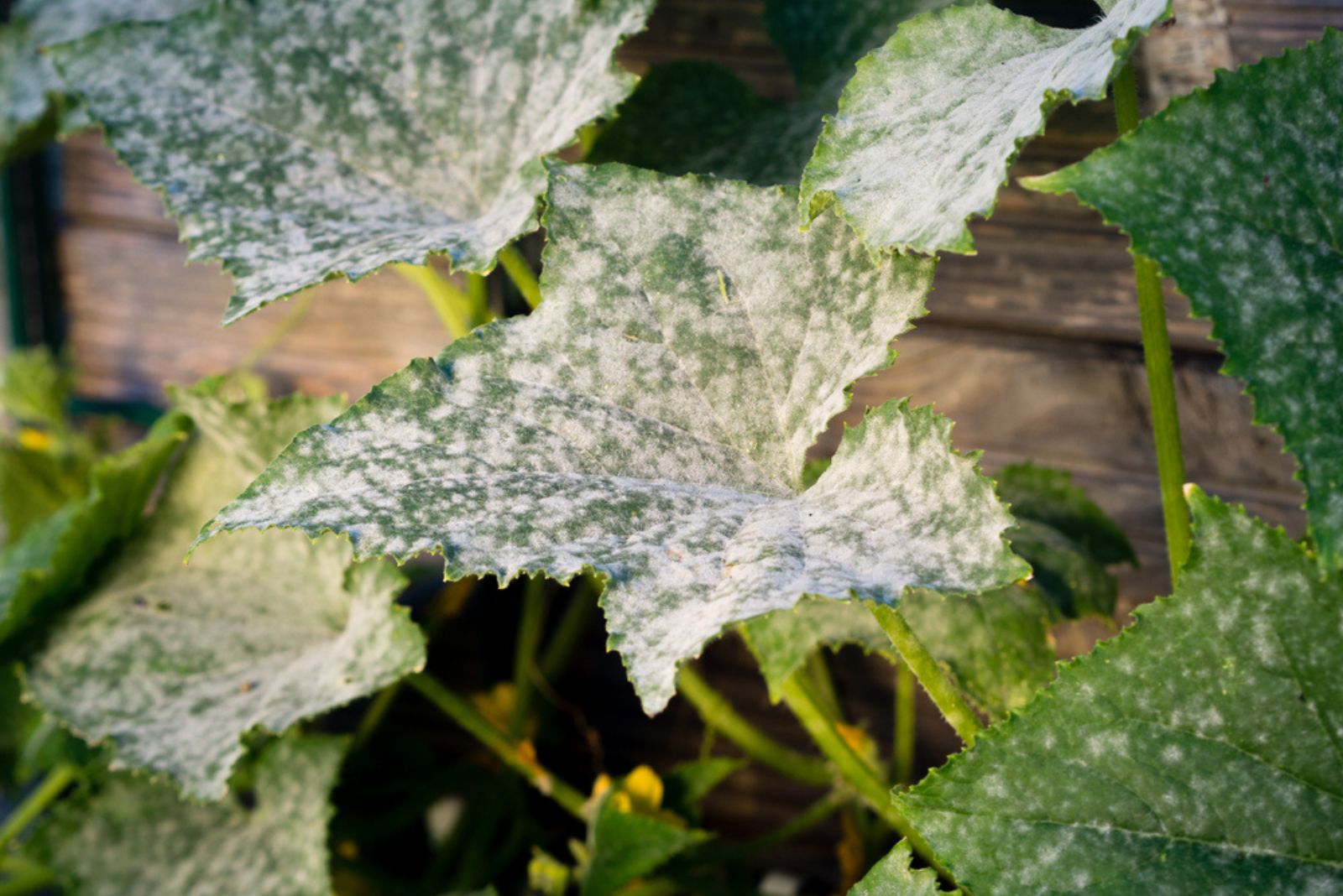 cucumber leafs with white powdery mildew