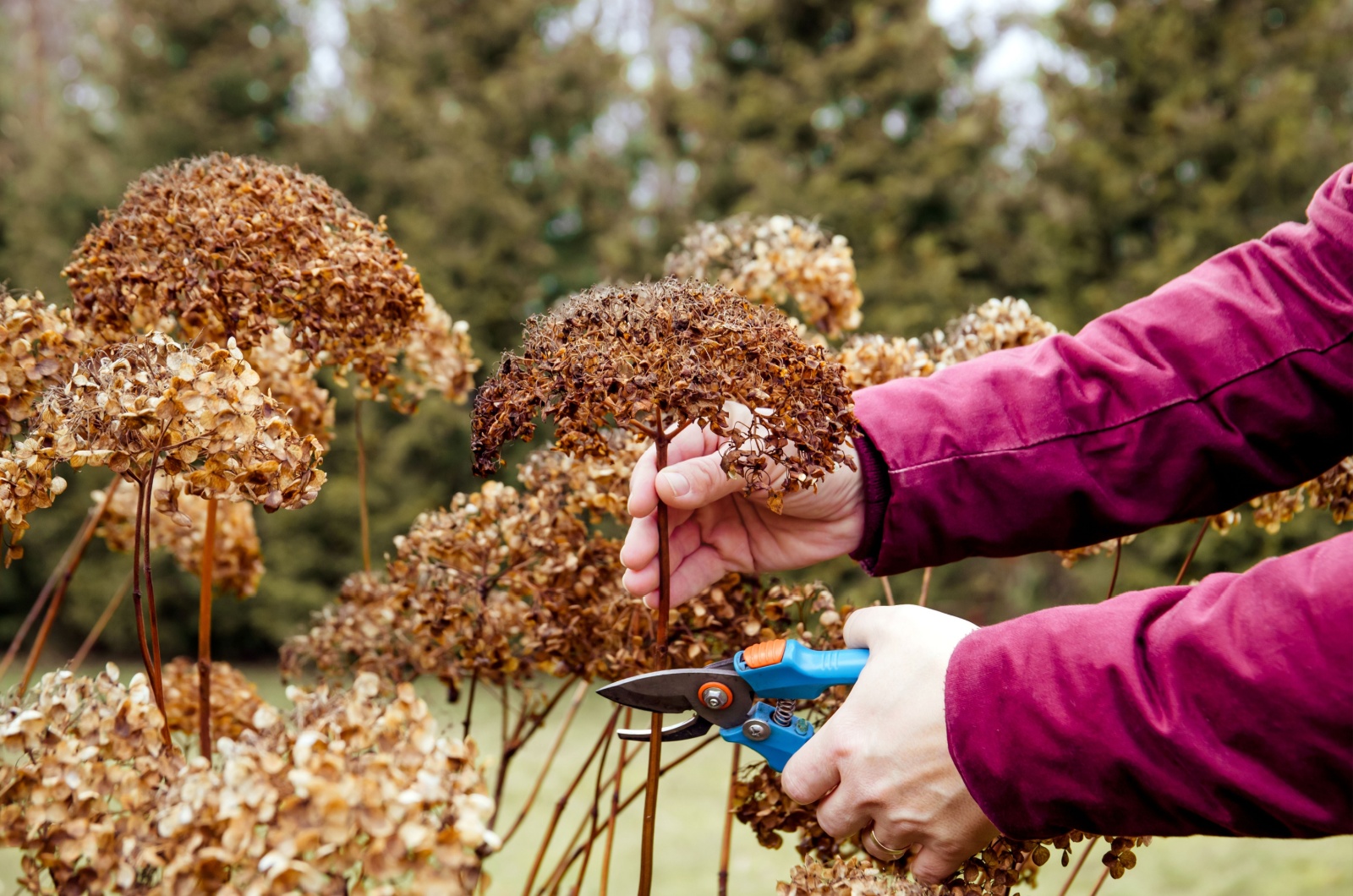 cutting old hydrangea flowers