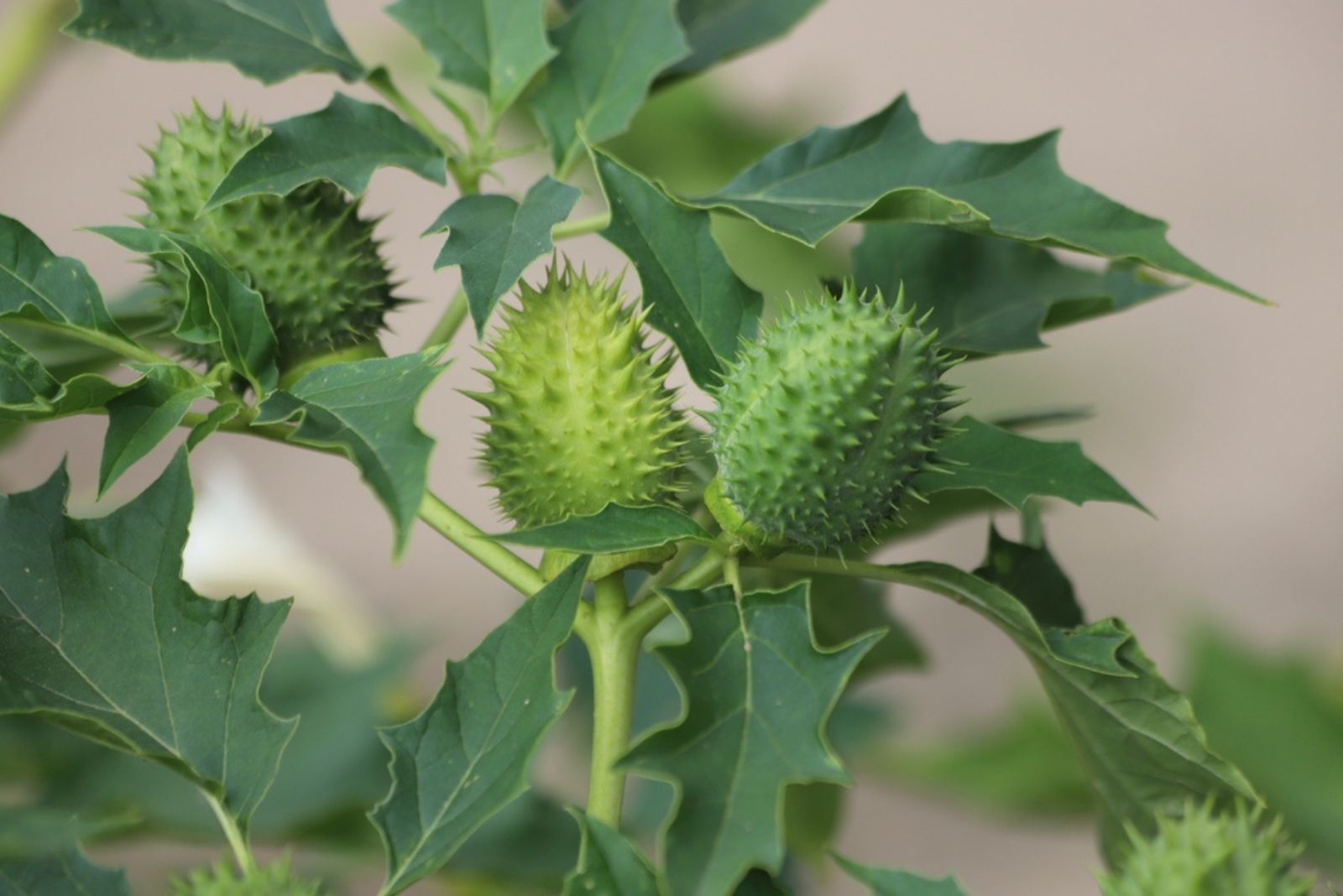 datura plant