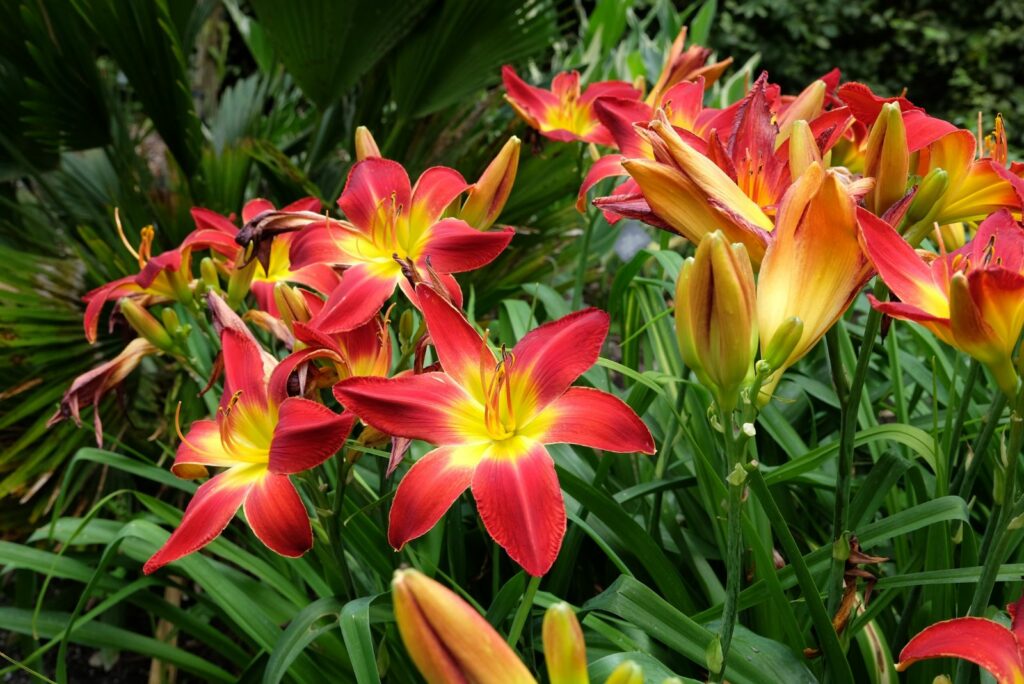 daylilies in the garden