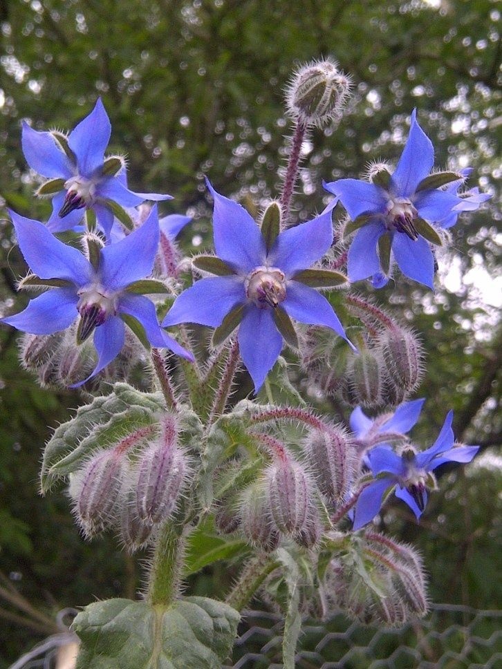 edible flower chart