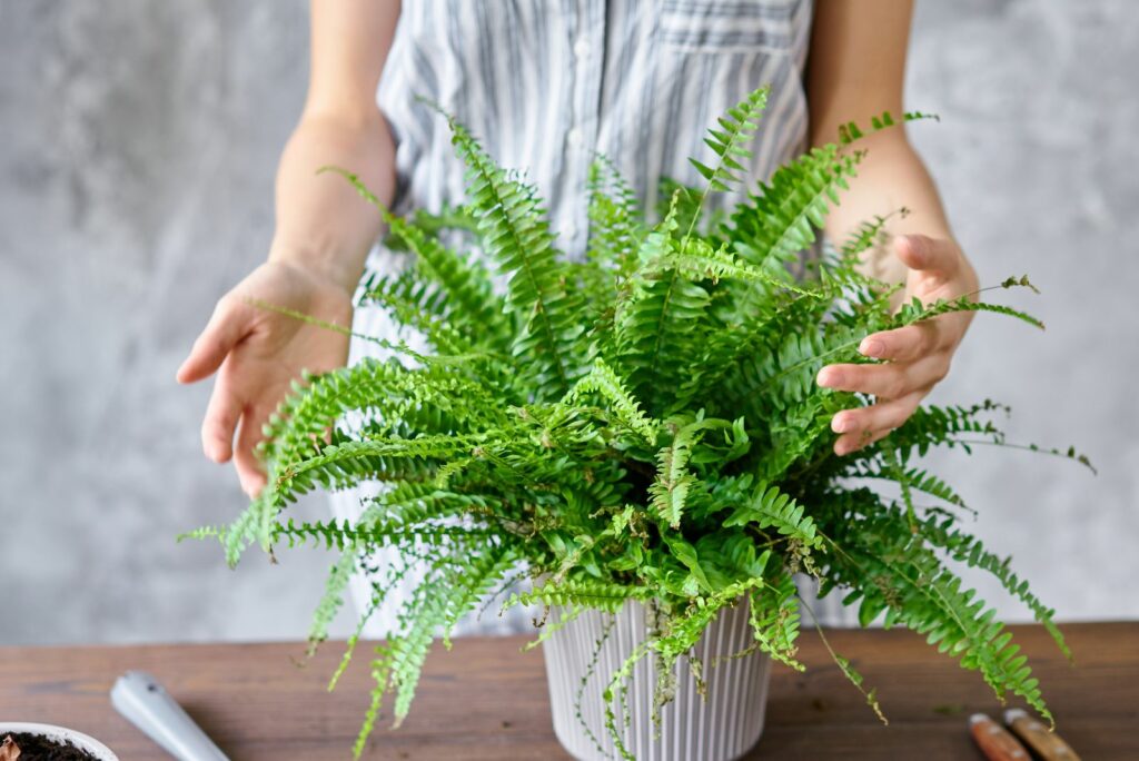 fern in a white pot