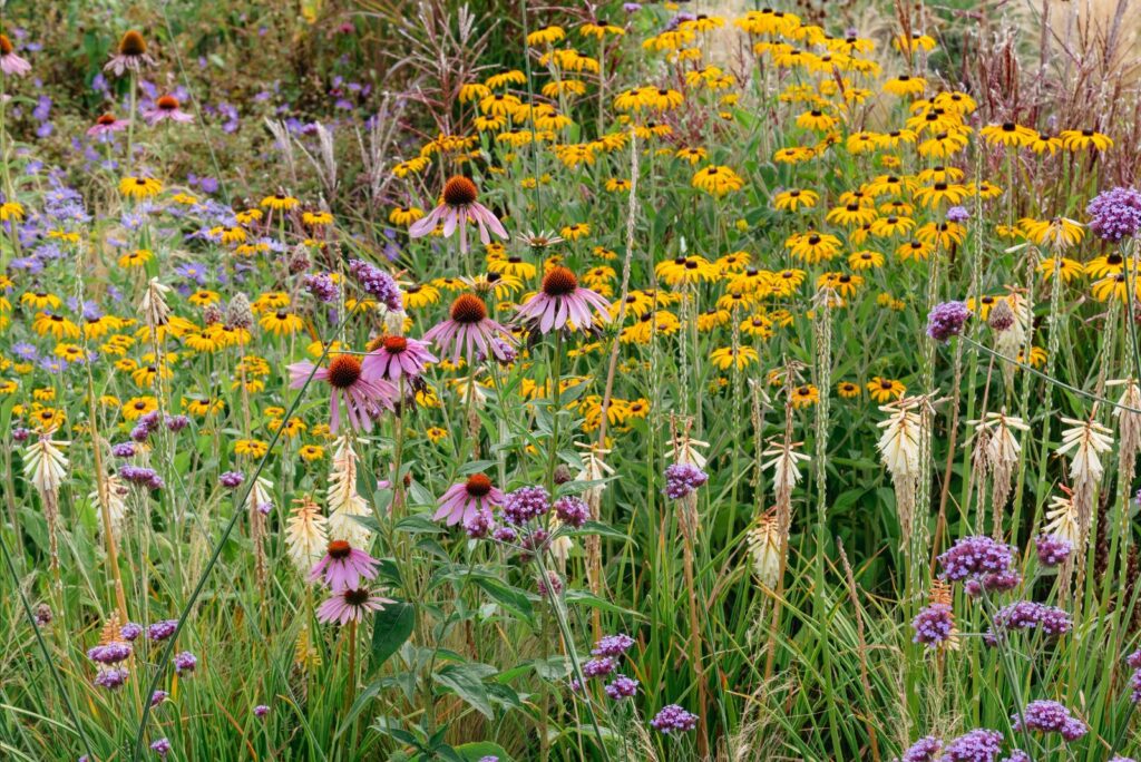 garden border planted in Prairie style