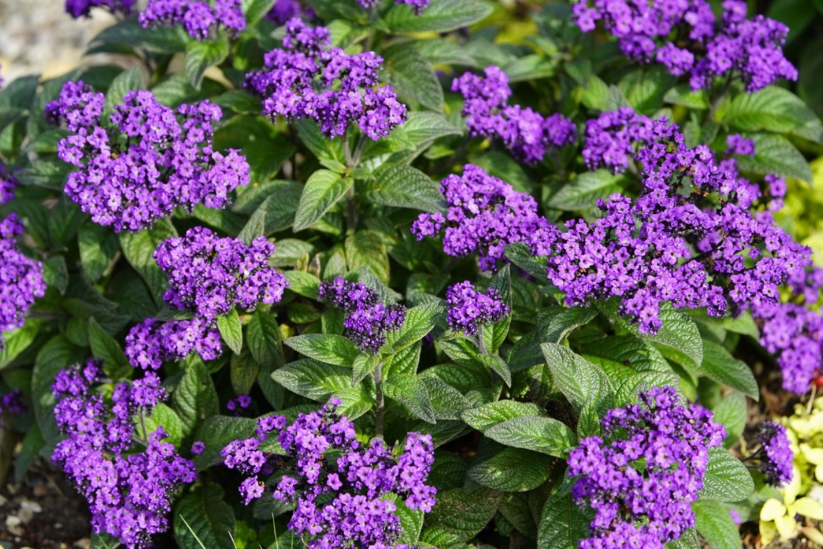 garden heliotrope