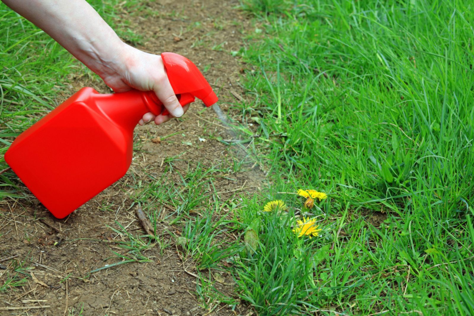 gardener spreying the dandelions