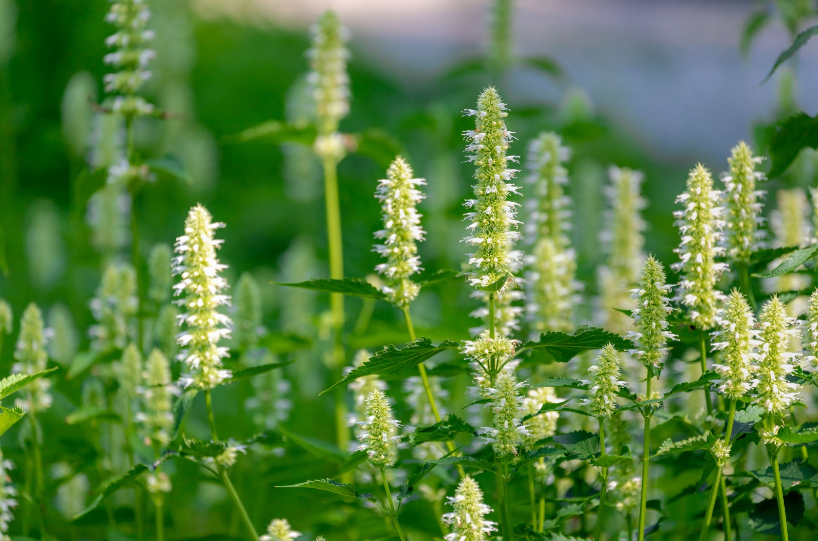 giant hyssop