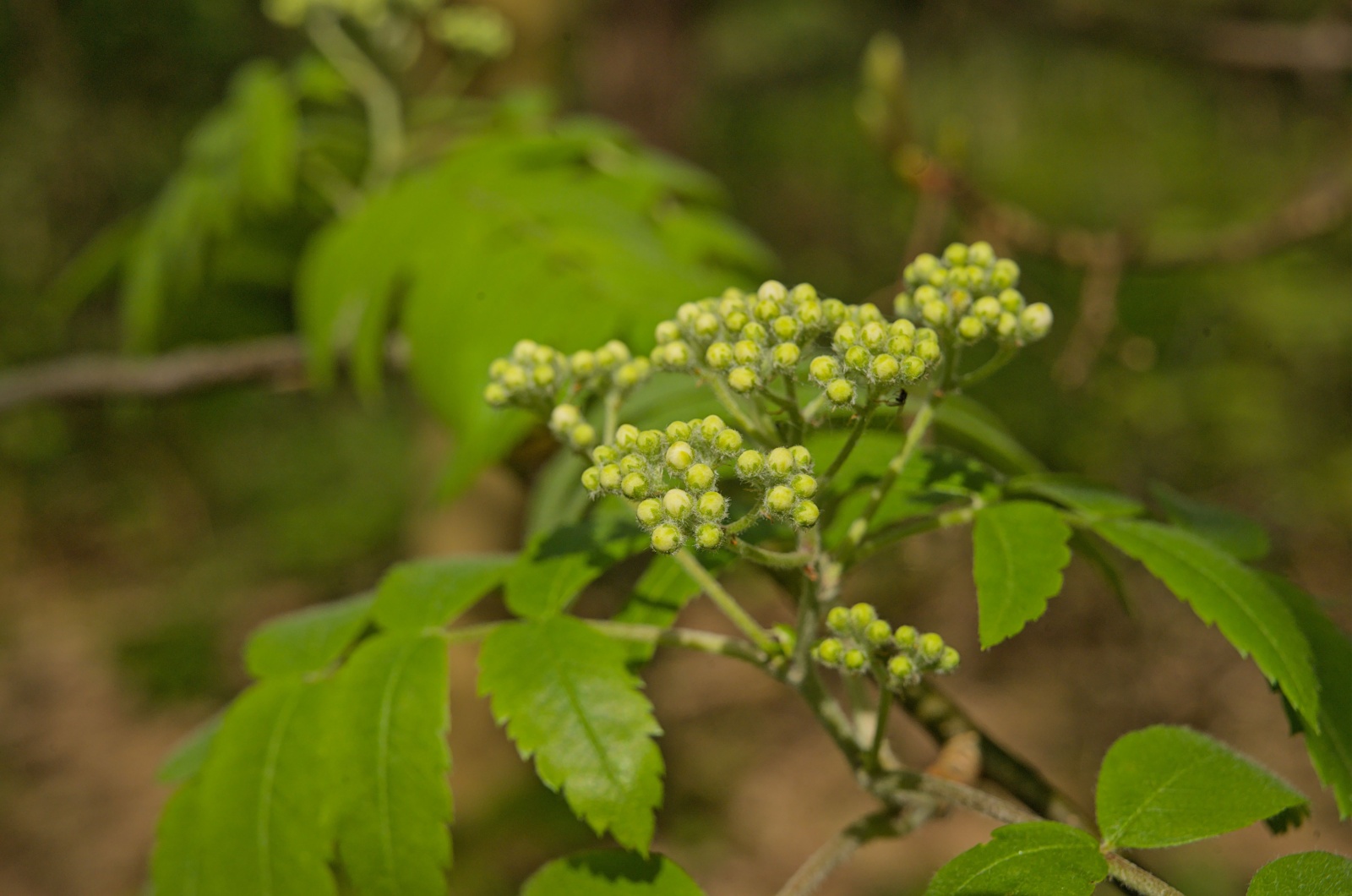 green berries