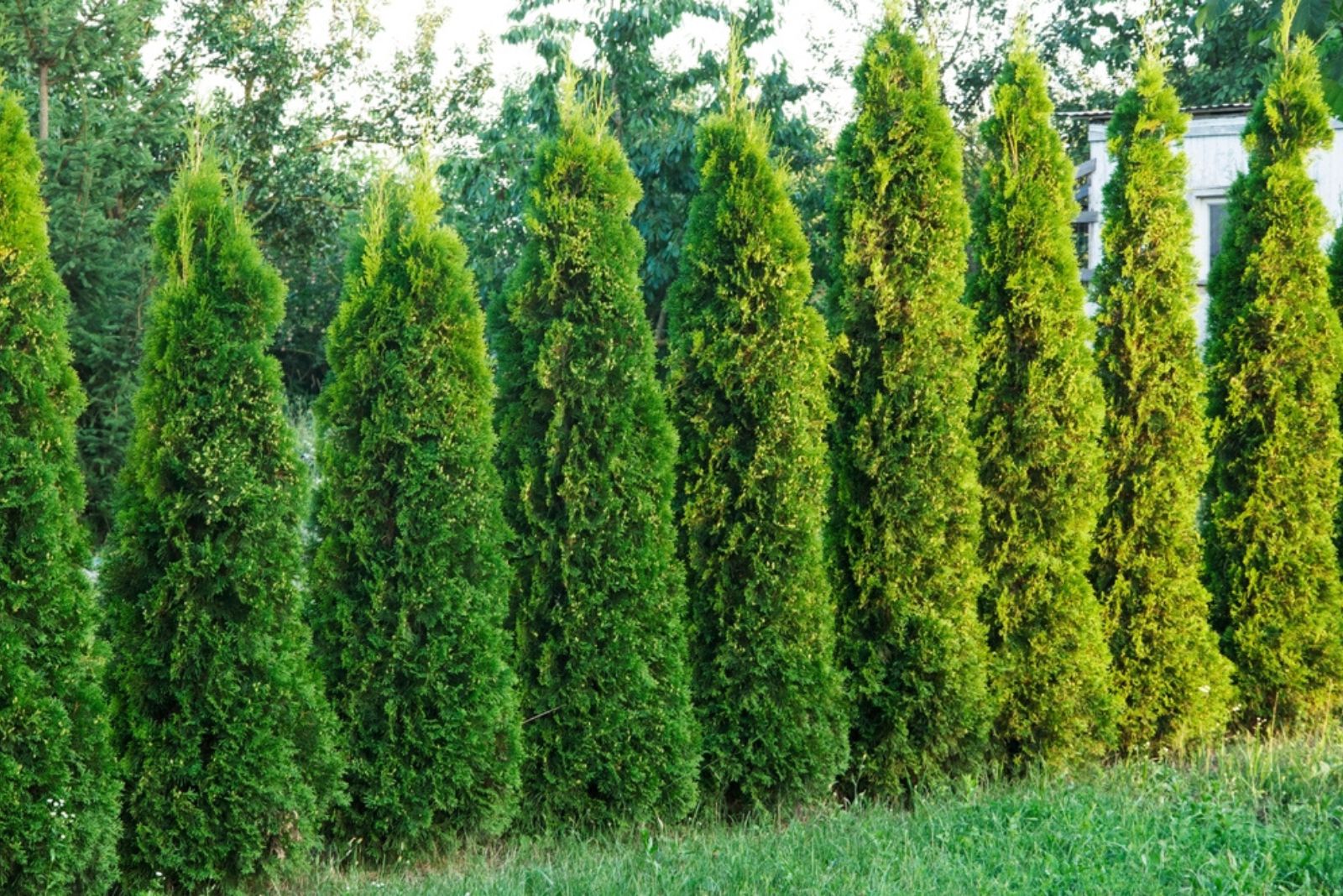 green thuja in a row