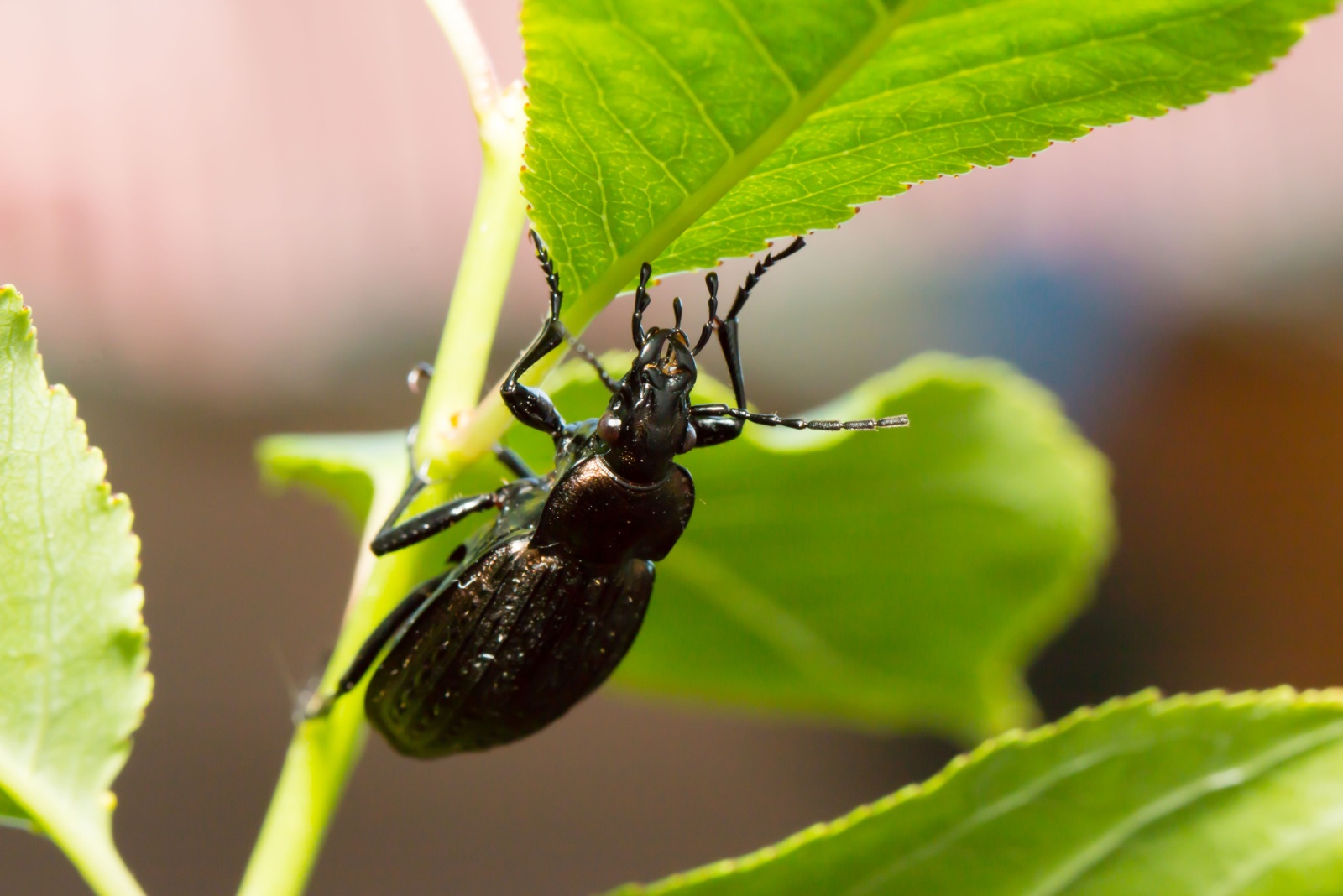 ground beetle