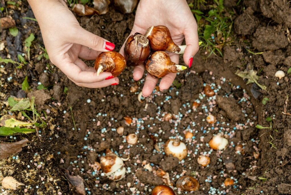 hands holding daffodil bulbs before planting in the ground