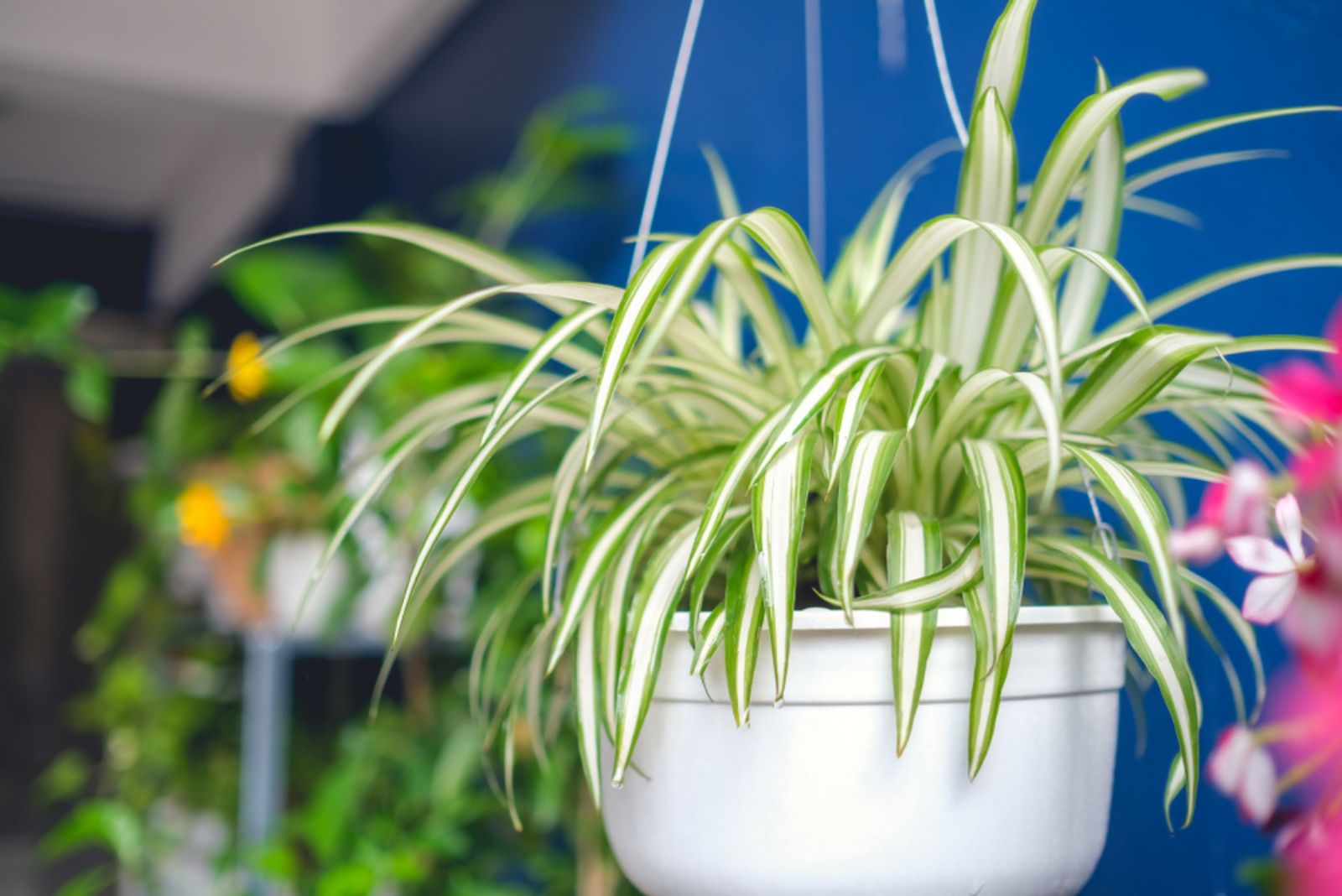 hanging spider plant