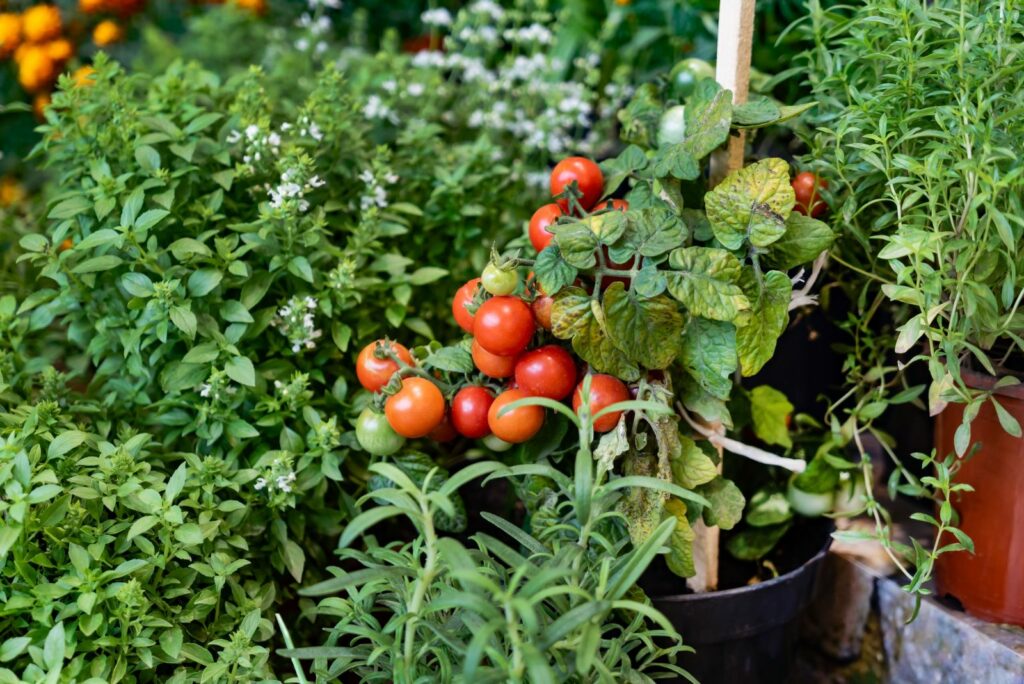 herbs and vegetables in the pots