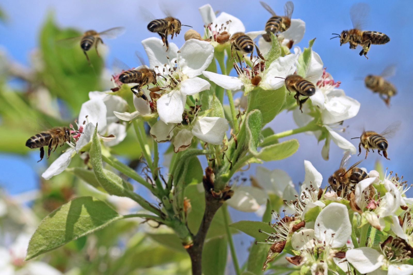 honey bees pollinating white blossoms of a pear tree