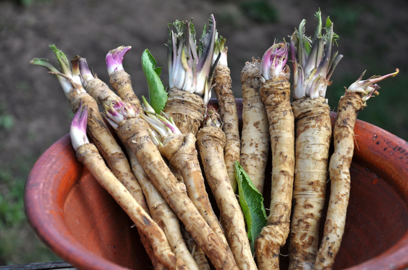 horseradish root