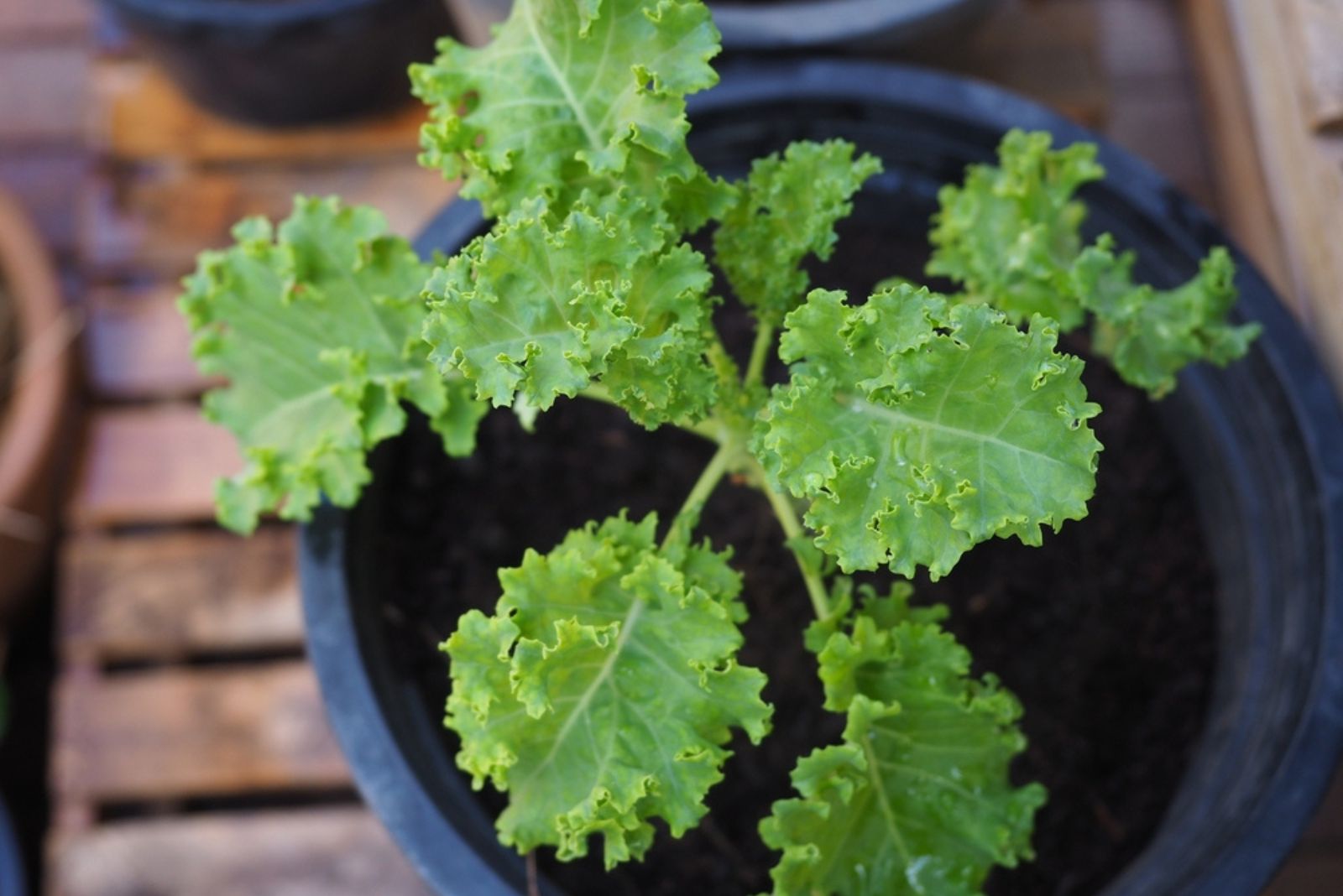 kale in pot