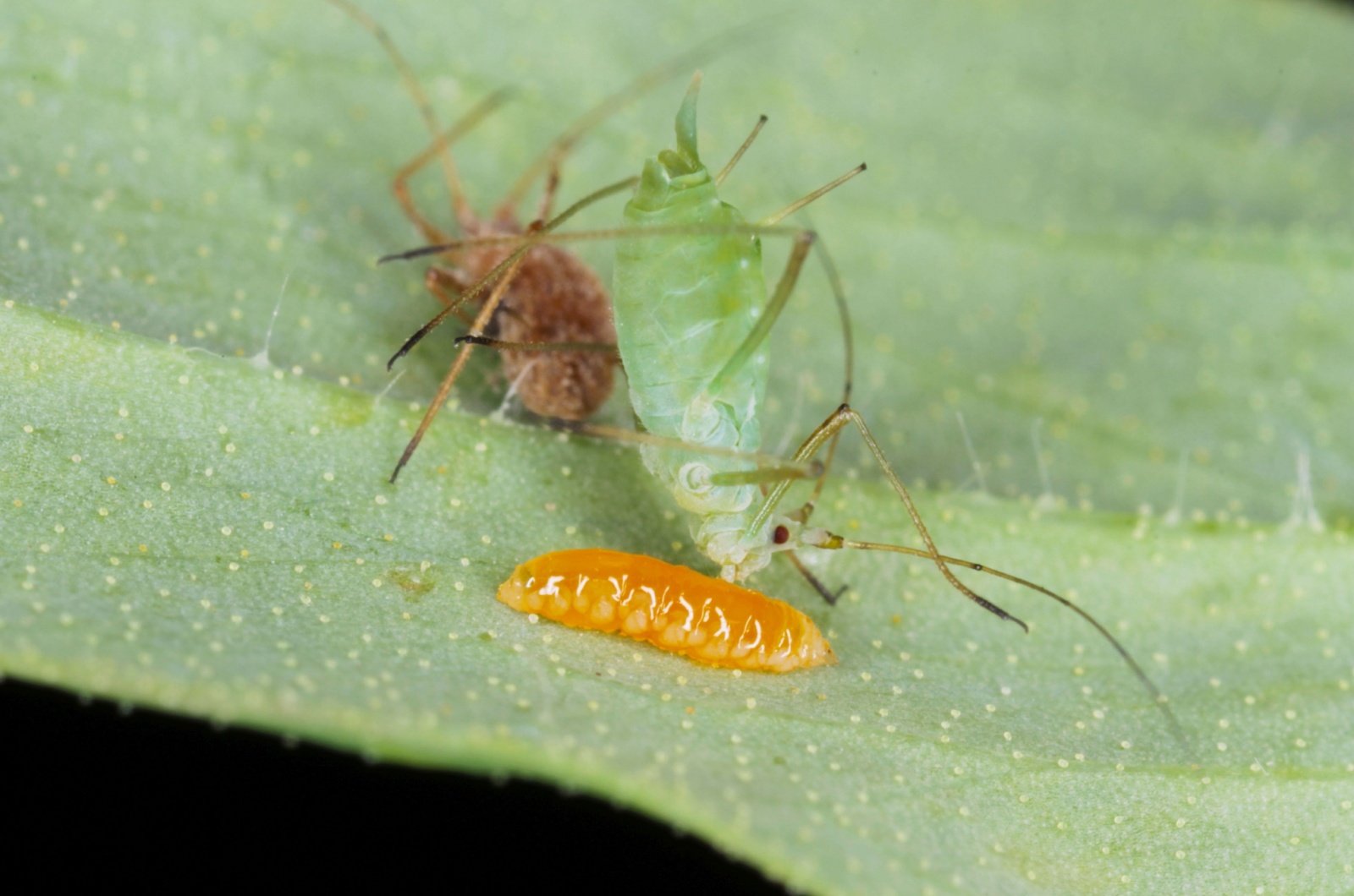 larva of an aphid midge feeding on green pea aphid