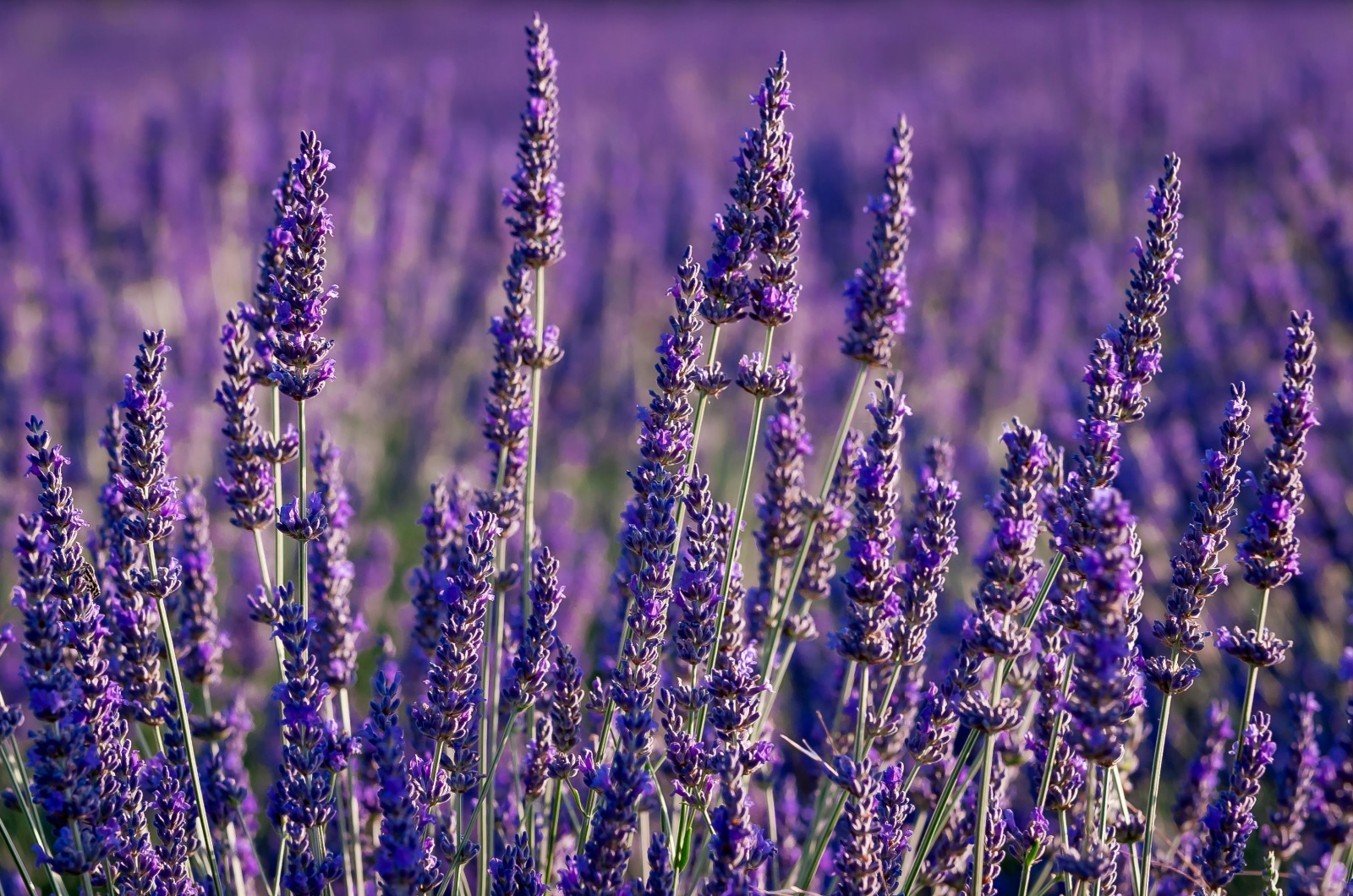 lavender field