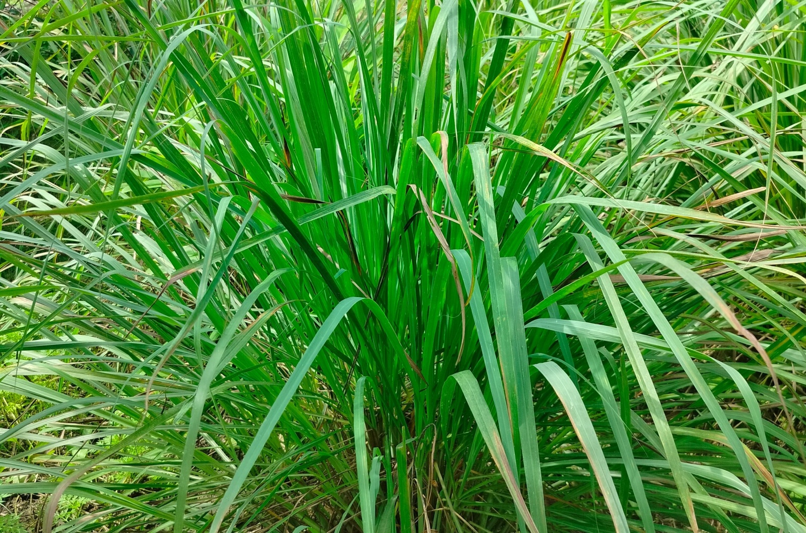 lemongrass plant