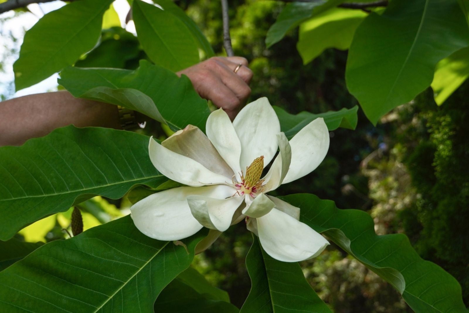 magnolia tree branch