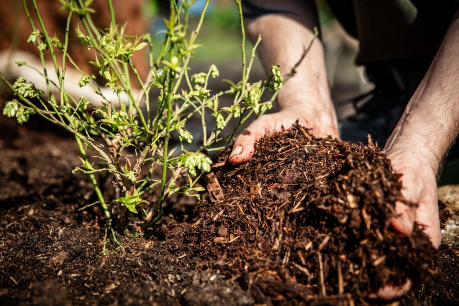 man mulching blueberry