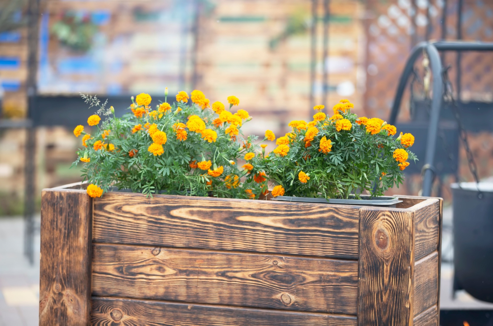 marigolds in a container