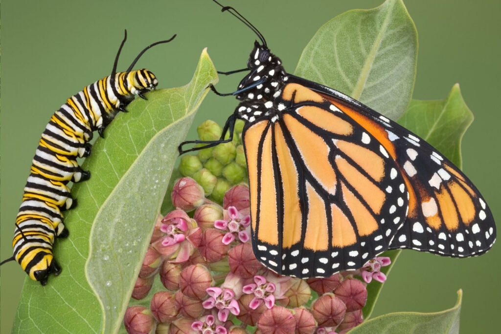 milkweed caterpillars and butterflies