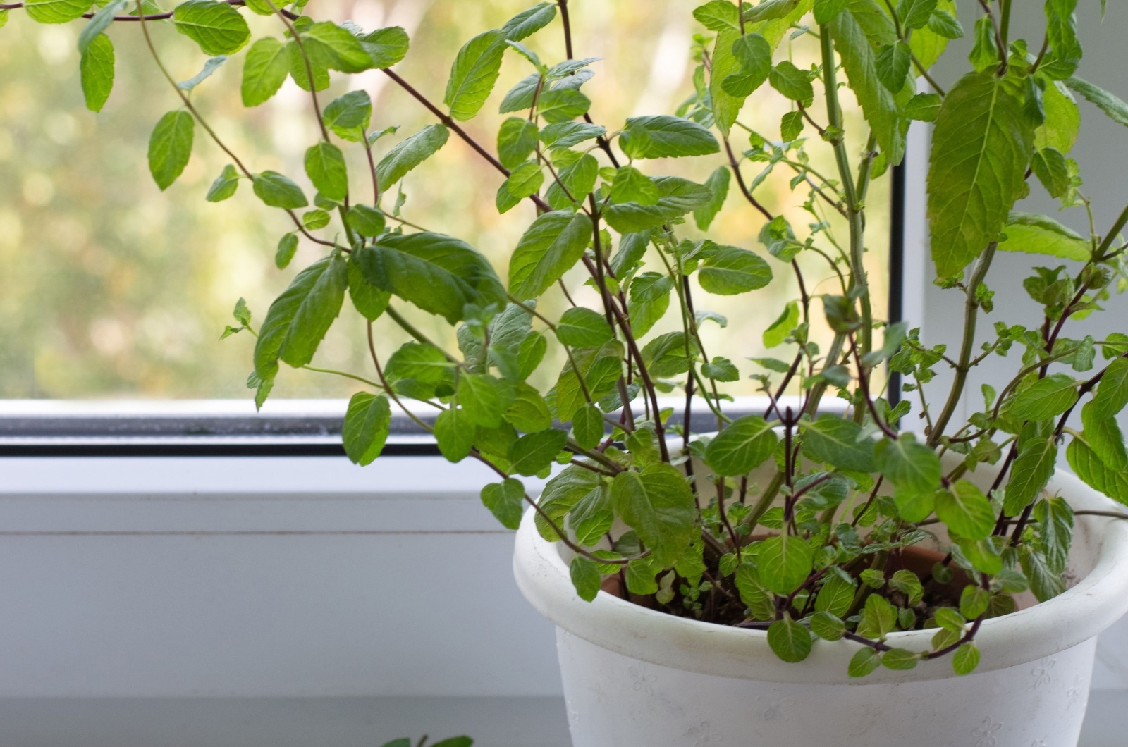 mint in a pot