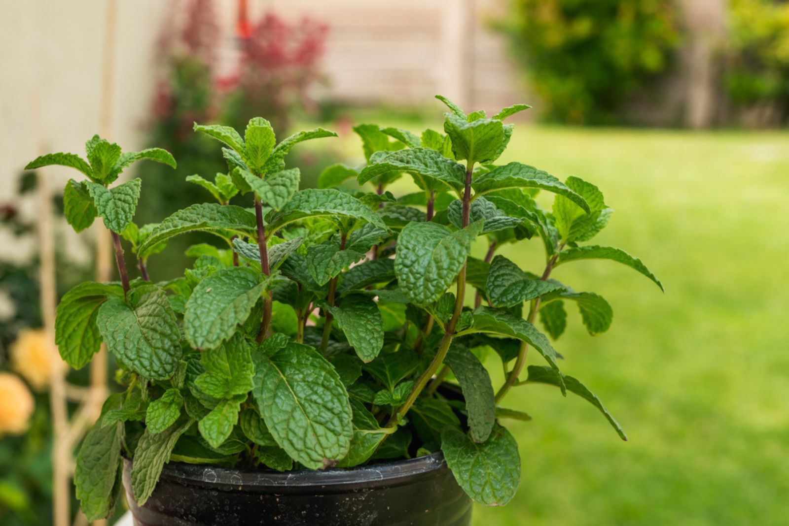 mint in pot