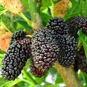 mulberry fruit plant