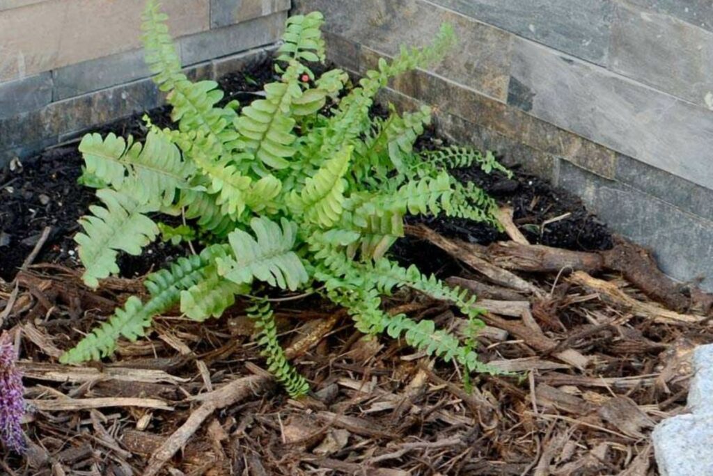 mulch placed under ferns