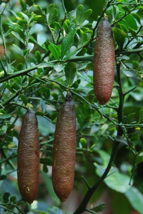 native finger lime