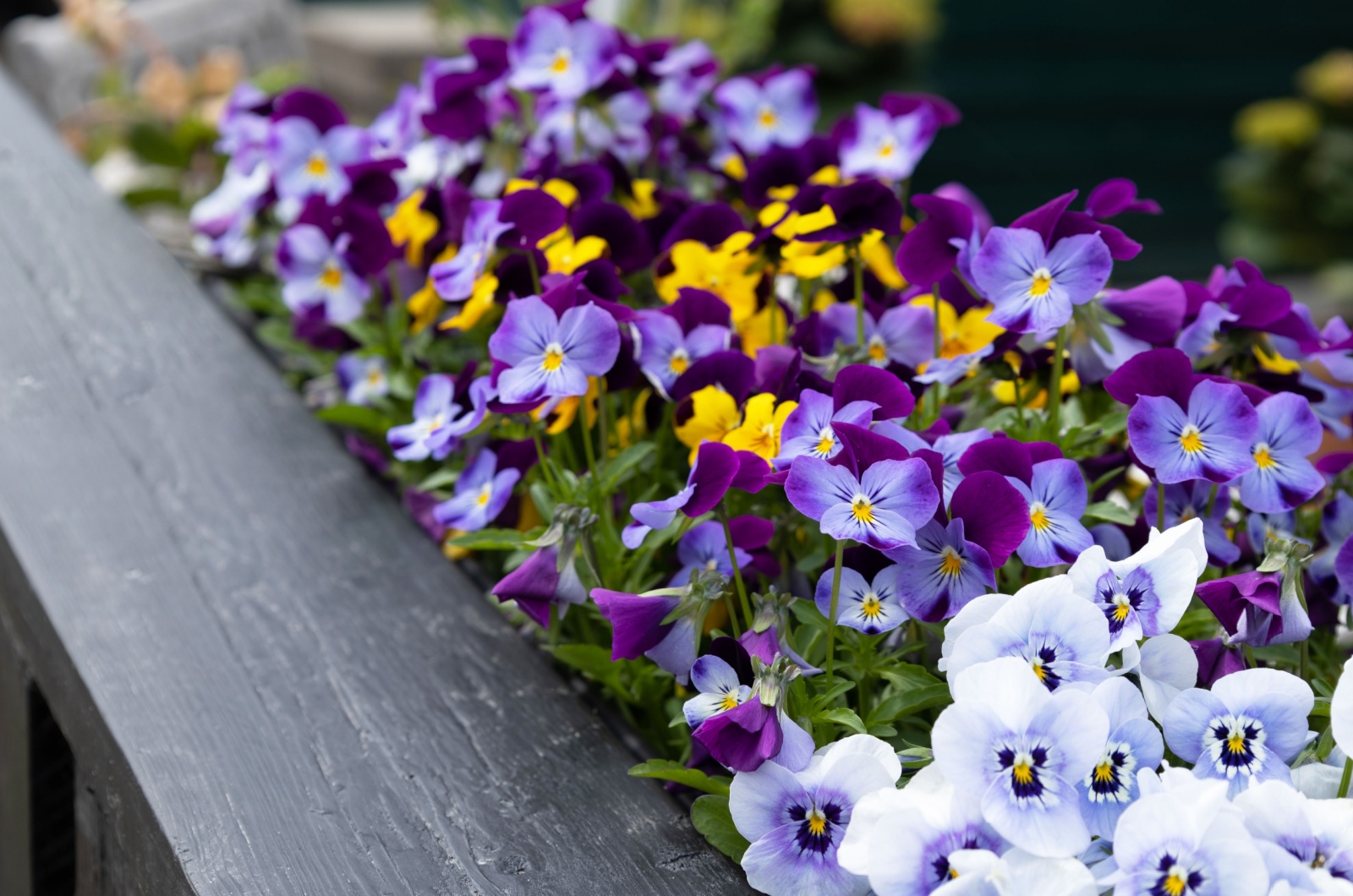 pansies