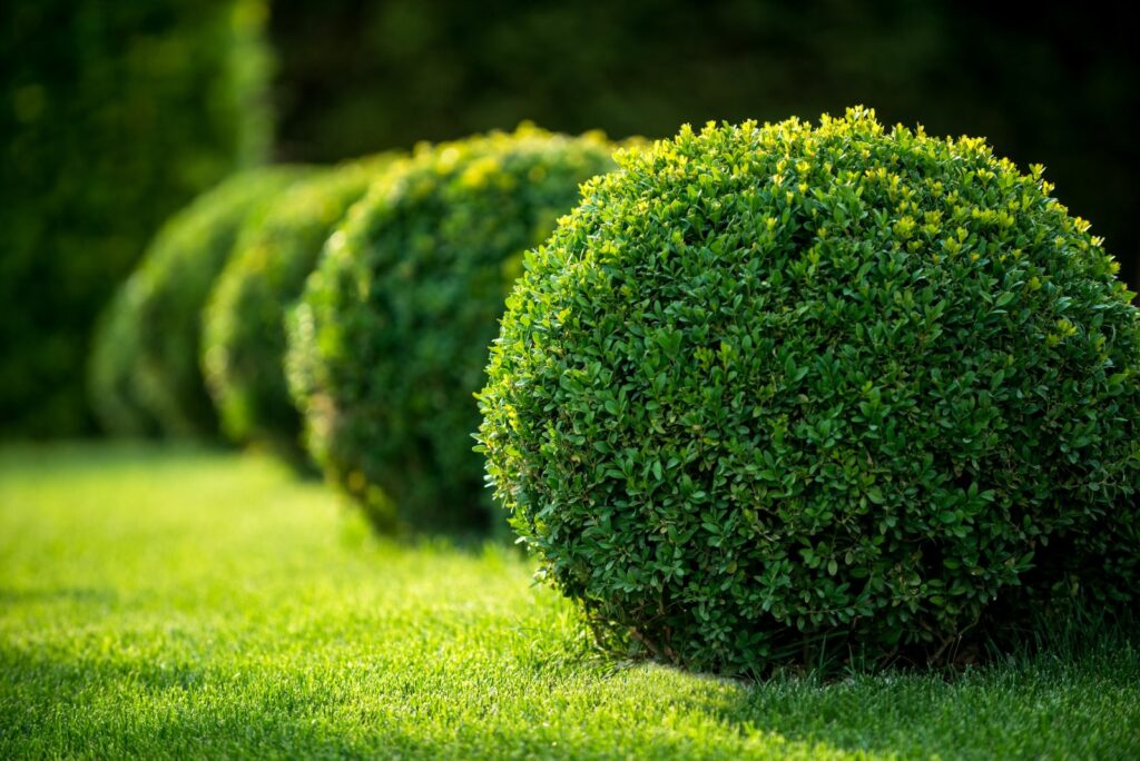 park with shrubs and green lawns