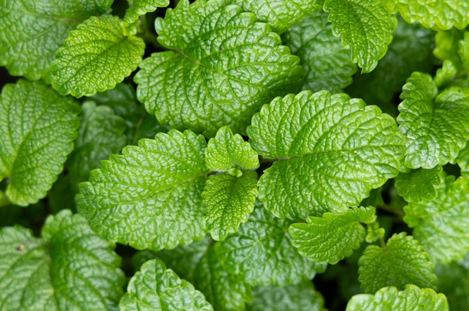 peppermint leaf