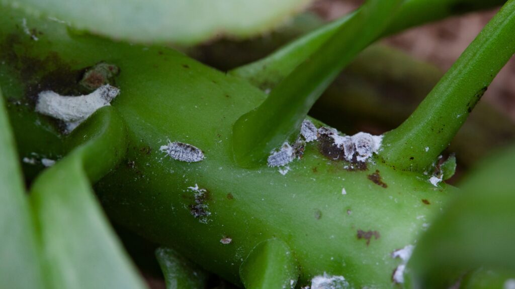pests on a succulent plant