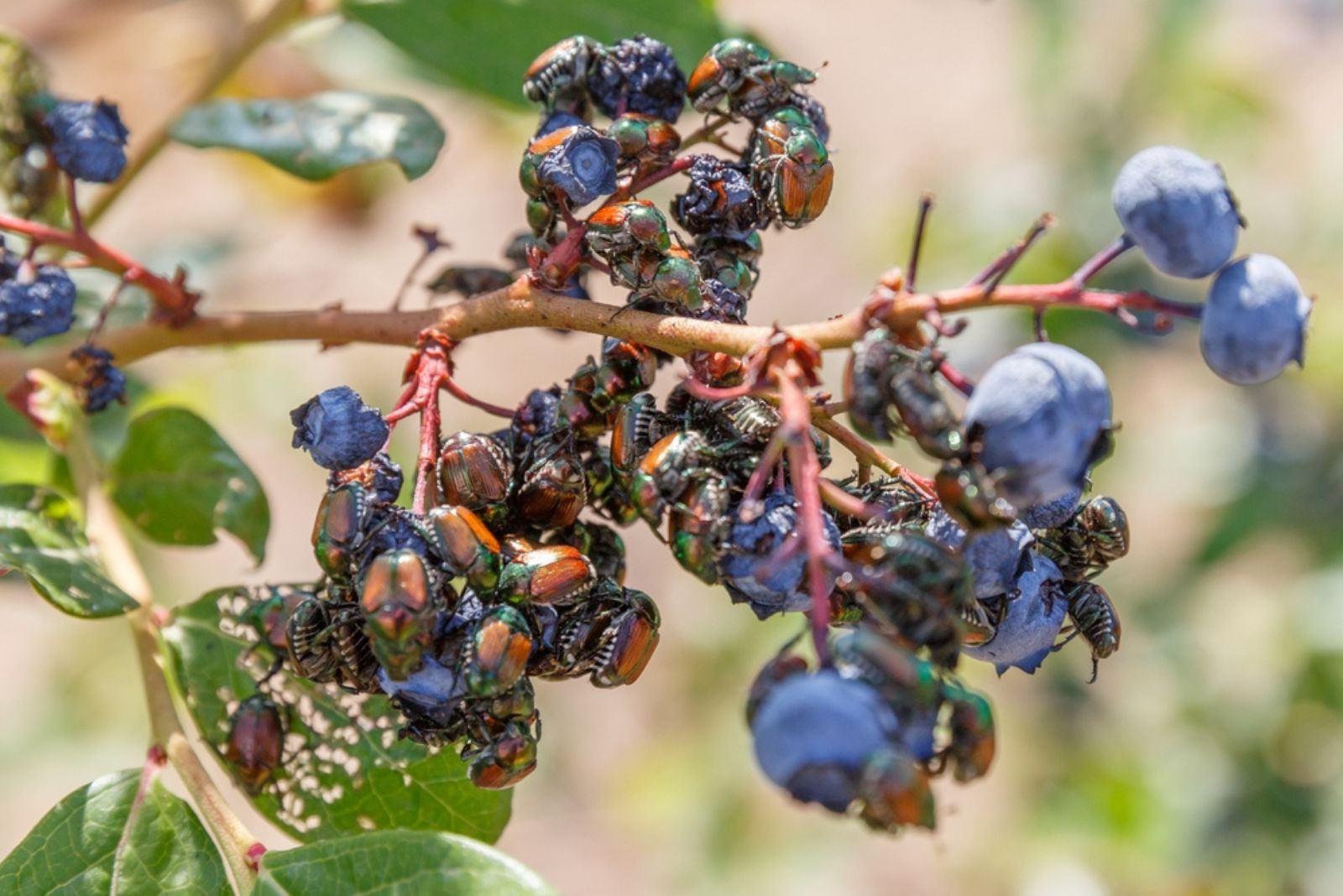 pests on blueberry