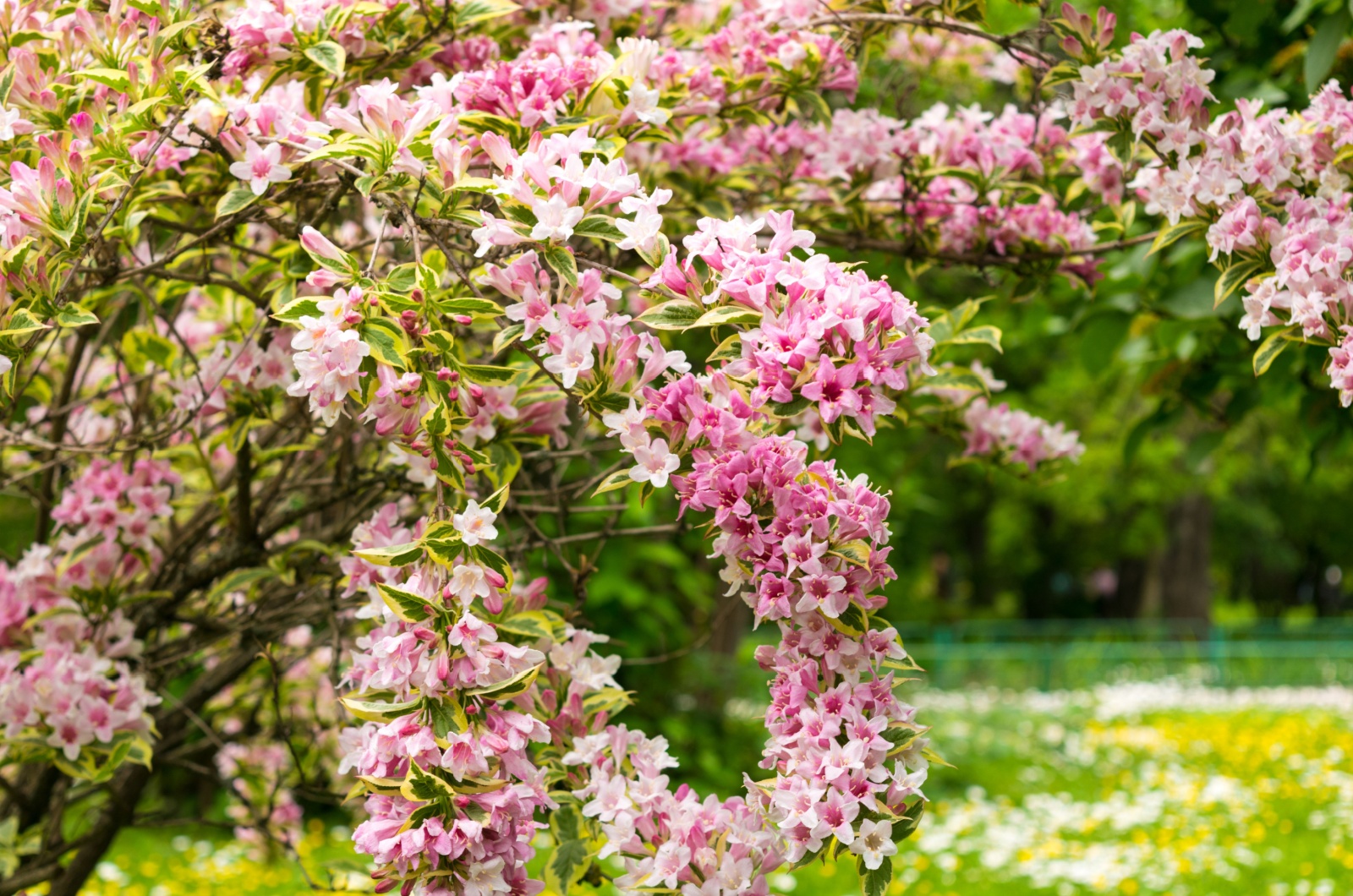 pink Weigela