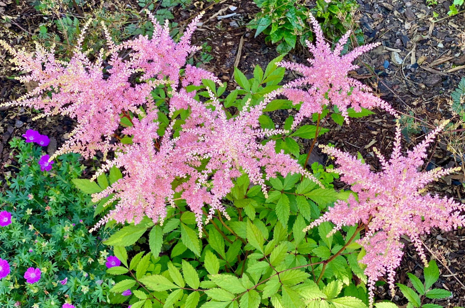 pink astilbe flowers