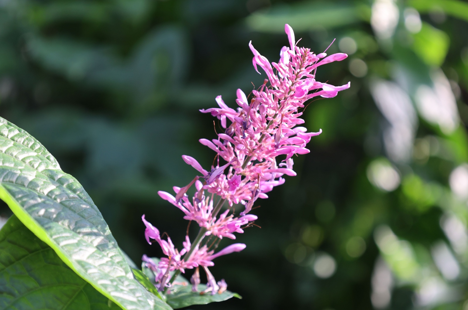 pink firespike